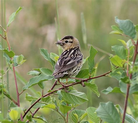 Female Bobolink, Bobolinks, Birds, nature. Photo by Deb Jencks | Birds, Bird feathers, Bird