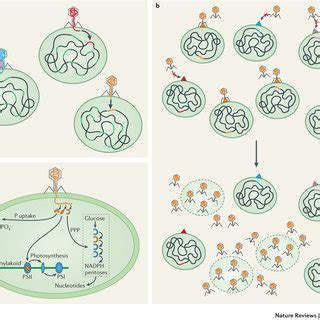 (PDF) Prochlorococcus: The structure and function of collective diversity