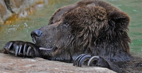 Henry Vilas Zoo - Madison, WI | grizzly bear at the Henry Vi… | Flickr