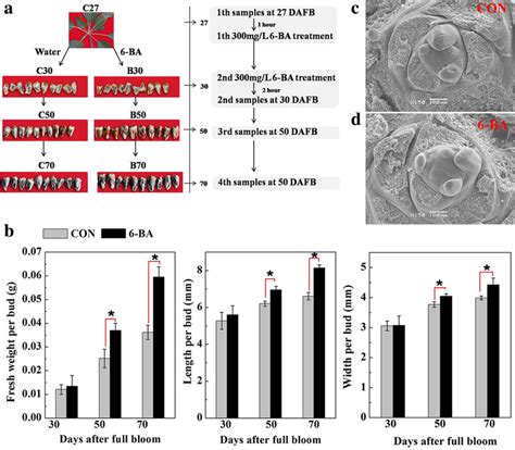 Morphological characterization of the terminal buds of short shoots