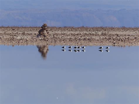 Salt flats, Atacama Desert | Landscape architecture, Landscape ...