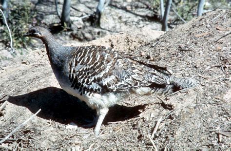 Malleefowl - Adelaide Ornithologists' Club