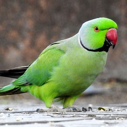 Hawaii Invasive Species Council | Rose-ringed Parakeet