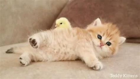 Teddy kitten [Video] in 2020 | Baby animals funny, Cute baby cats, Baby cats