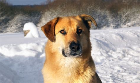 Chinook Sled Dogs