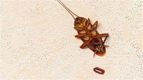 A Guide to Identifying Cockroach Eggs - Professional Pest Control Services Northern California ...