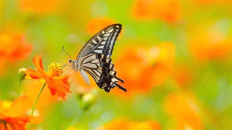 280+ 4K Ultra HD Mariposa Fondos de pantalla | Fondos de Escritorio