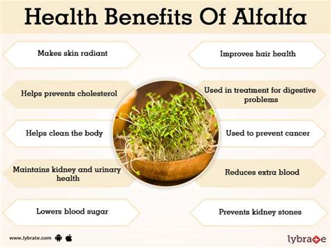 What Are the 12 Health Benefits of Eating Alfalfa Sprouts - How To Ripe