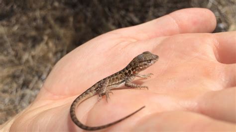 'Tis the Season for Baby Lizards | Natural History Museum