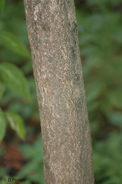 Field Biology in Southeastern Ohio: Is Bark Worse Than A Bite?