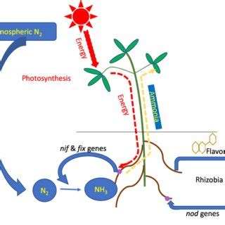 (PDF) Effectiveness of nitrogen fixation in rhizobia