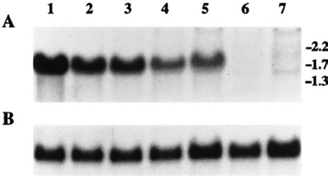 Sequential disruption of the CAT1 gene of C. albicans by using the ...