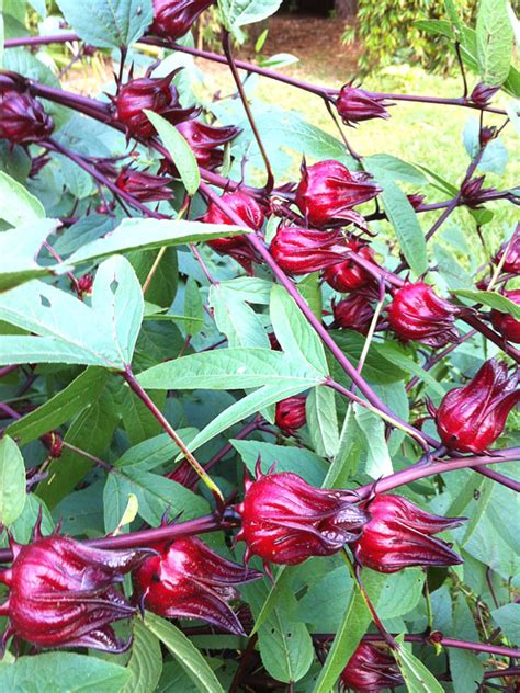 Roselle Tea Hibiscus Plant (hibiscus sabdariffa) – Urban Perennials