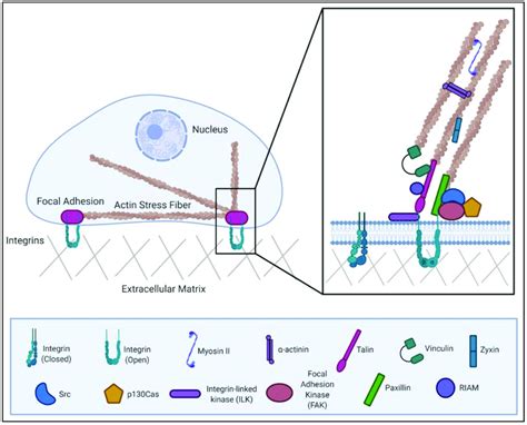 Diagram of a host cell focal adhesion complex. Focal adhesions link... | Download Scientific Diagram