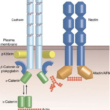 (PDF) Tight Junctions/Adherens Junctions: Basic Structure and Function