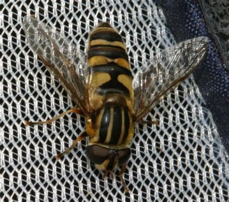 Bee mimic flies in wild cherry blossoms | The Backyard Arthropod Project