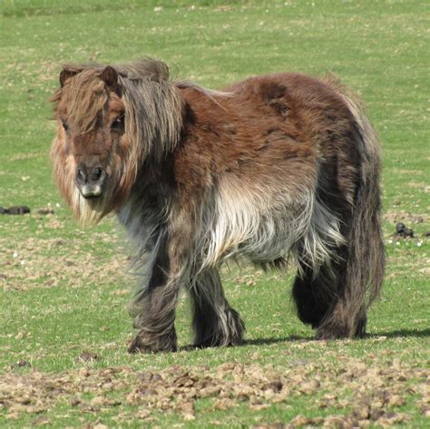 The hairiest horse. Shetland pony, Shetland. Most Beautiful Animals, Beautiful Horses, Beautiful ...