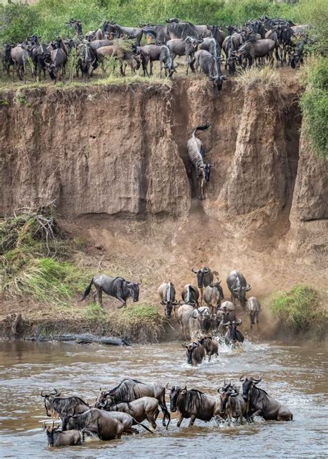 Ins and outs of the Mara river crossings in Serengeti - Wild Encounter ...