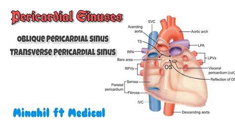 Pericardial Sinuses of Heart | Oblique and Transverse Pericardial Sinus - YouTube