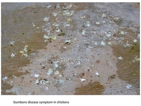 Gumboro diseases, infectious bursal disease symptoms in chickens