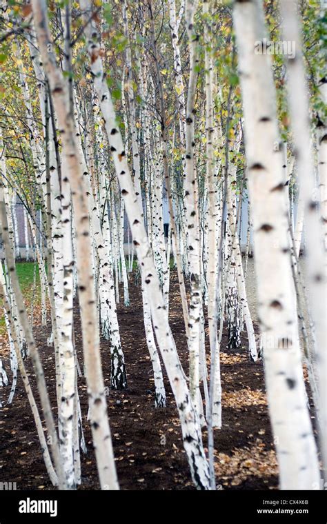 Young Silver Birch trees, Betula Pendula Stock Photo - Alamy