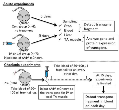 Overviews of animal experiments carried out in this study | Download ...