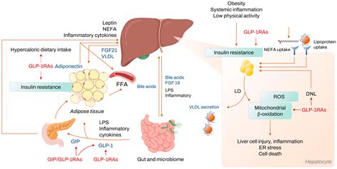 IJMS | Free Full-Text | Therapeutic Mechanisms and Clinical Effects of Glucagon-like Peptide 1 ...