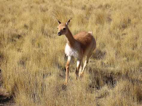 File:Female Vicuña running.jpg - Wikimedia Commons