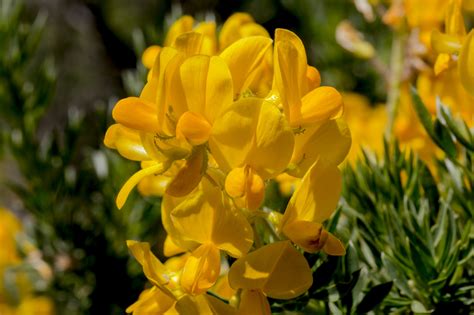 flores y fauna de la sierra de guadarrama by jose manuel esteban / 500px