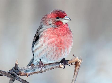 House Finch | Celebrate Urban Birds