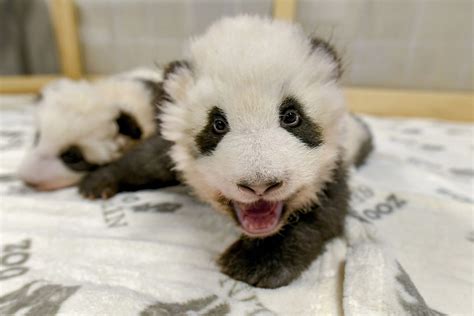 Berlin Zoo Releases New Photos of Baby Panda Twins