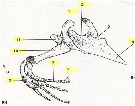 Necturus Pelvic Girdle and Hindlimbs Diagram | Quizlet