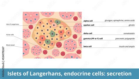 Islets of Langerhans, endocrine cells: secretion. Endocrine cells ...