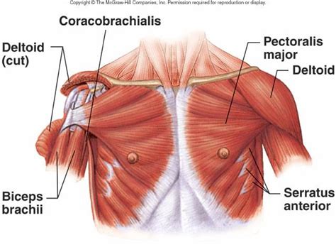 What are the three flexors of the shoulder, muscle tear in hip flexor xperia