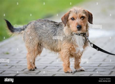 Wire-Haired Terrier Dog on Lead Stock Photo - Alamy