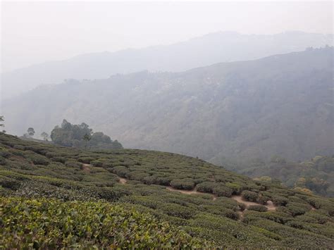 2023 Darjeeling Tea Garden Tour