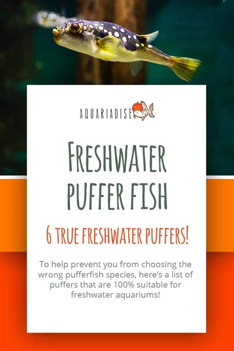 Freshwater puffer fish | 6 true freshwater puffers! - Aquariadise