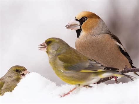 Hawfinch Bird Facts (Coccothraustes coccothraustes) | Birdfact