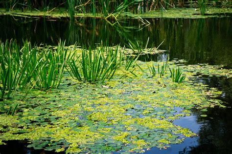 Water Weeds - Types of water weeds, submersed, floating & emergent ...