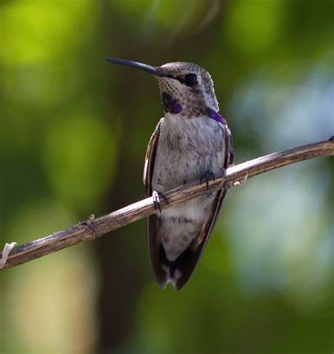 Costa’s Hummingbird | San Diego Bird Spot