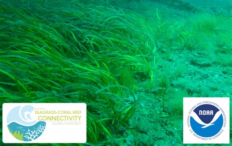 Restoring the seagrass-coral reef continuum habitats across heavily hurricane-impacted coastal ...