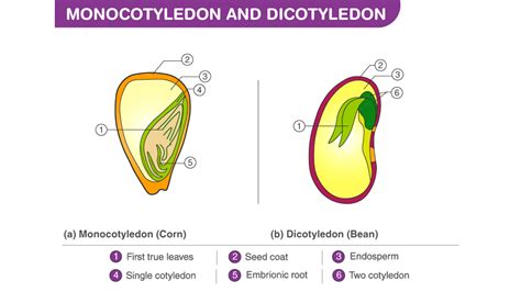 Monocot/Dicot seeds have two cotyledons.