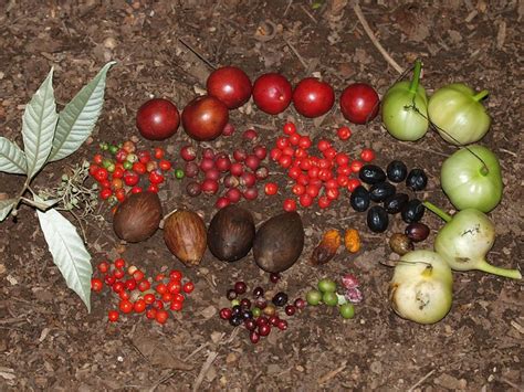 The Rainforest: Fruits Of The Rainforest