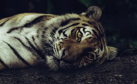 Why Are Tigers Endangered? - Abenaki