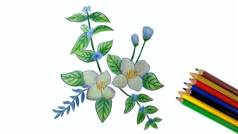 Jasmine Flower Drawing Ideas | Best Flower Site