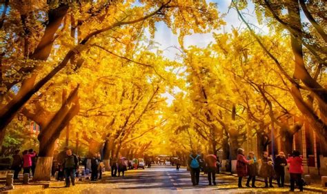 金光大道壁纸,金光大道风景图,金光大道墙壁画_大山谷图库