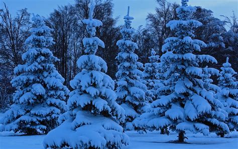 Snowy Blue Forest, forest, view, scencery, bonito, trees, snowy, winter ...