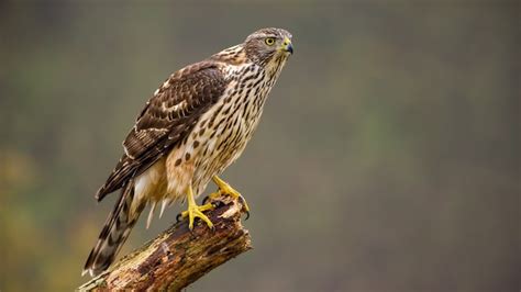 Premium Photo | Juvenile northern goshawk, accipiter gentilis perched on a bough