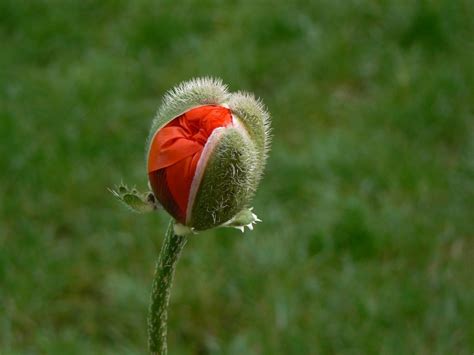 🌹 Amapola: Cultiva la preciosa flor del opio en tu maravilloso jardín