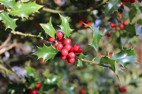 Holly tree guide: what it looks like, berries and folklore ...